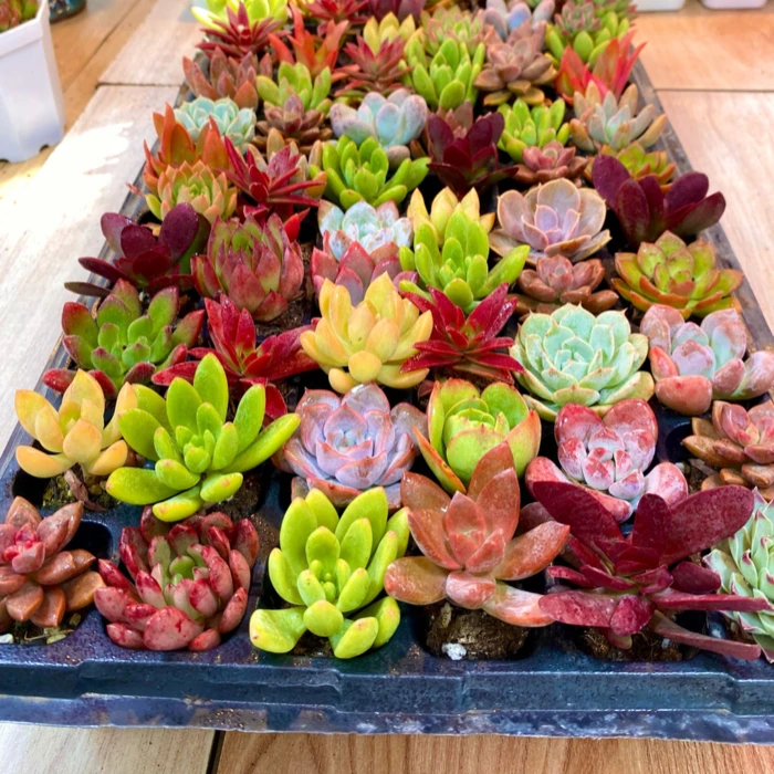 新手体验套餐植物10颗多肉盆栽品种随机