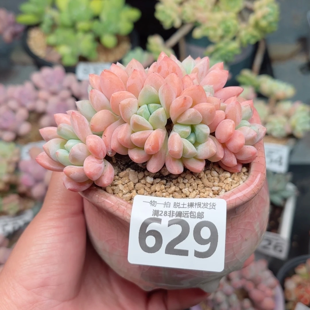 芙丽朵无盆土发货