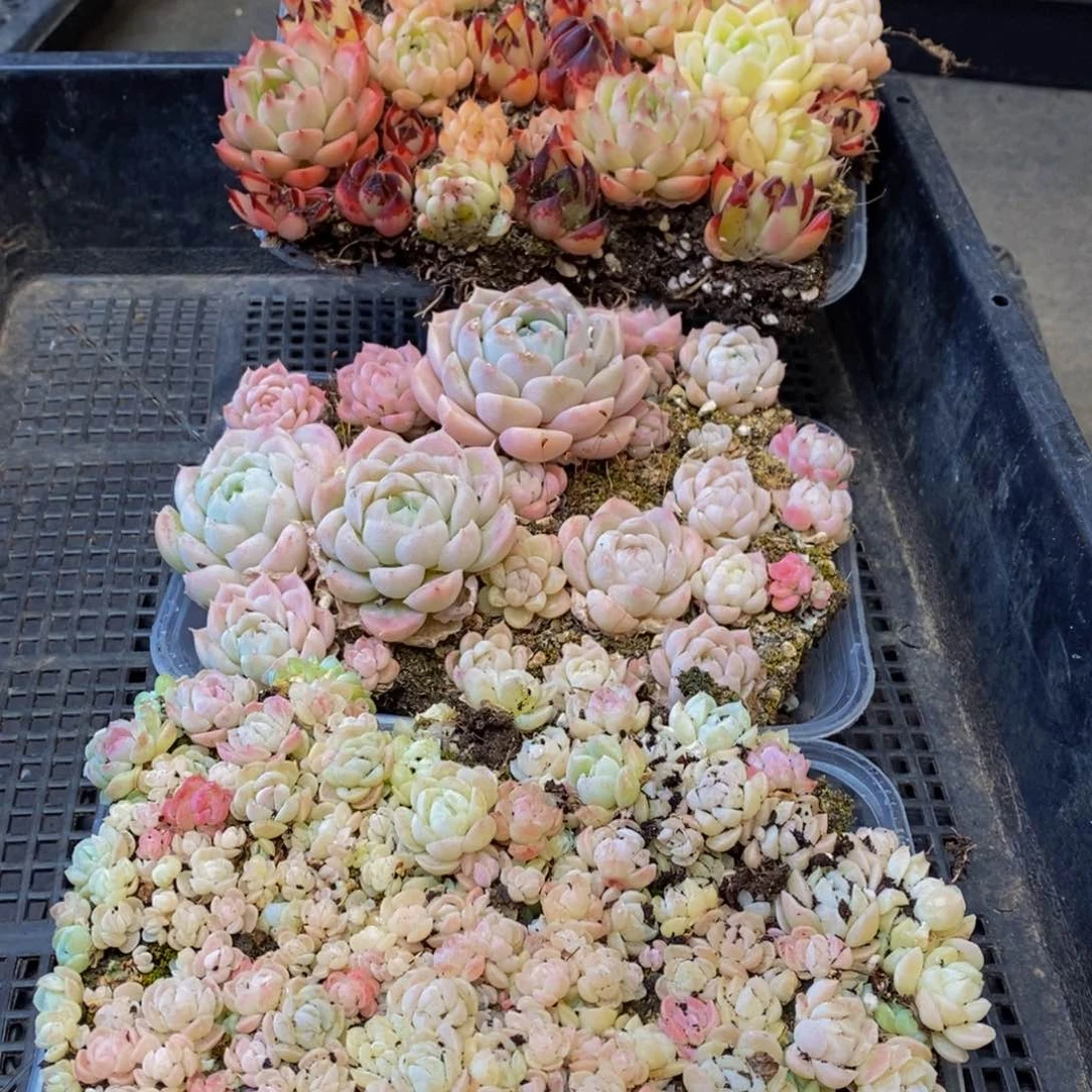 688多肉植物保护研究所所长的时候