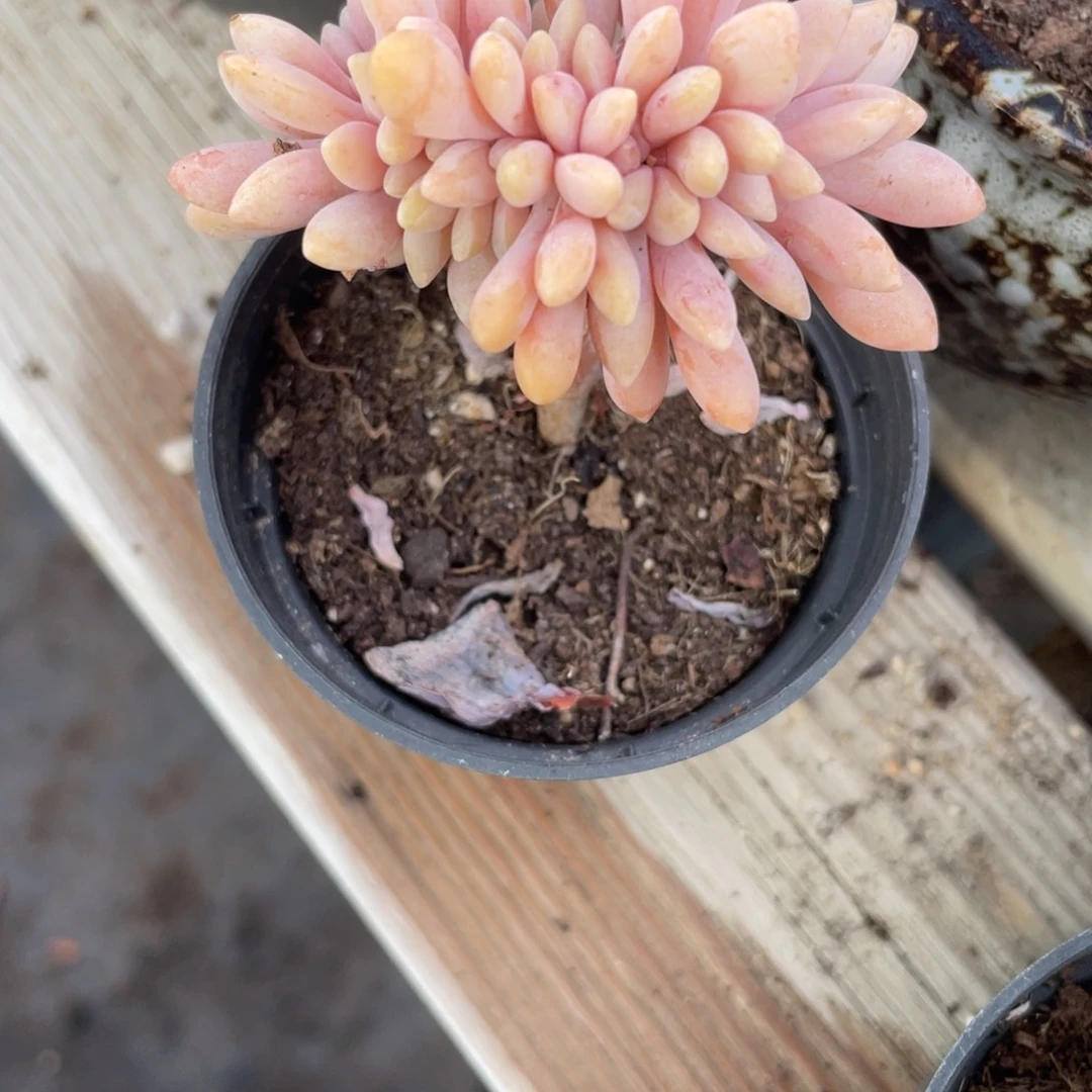 王***.0418  醉美人缀  六月六