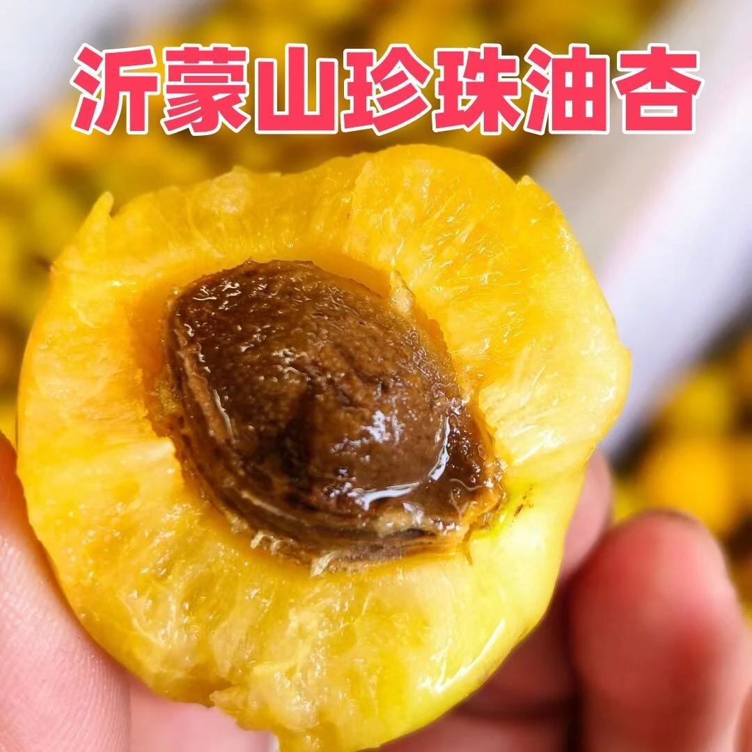 【珍珠油杏】正宗沂蒙山小白杏珍珠油杏爆甜多汁产地直发新鲜水果