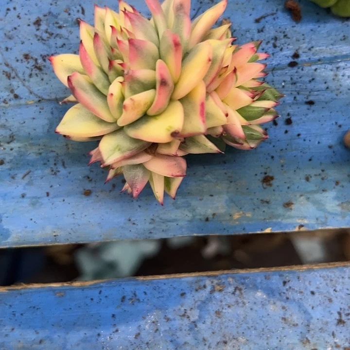 芦***苇红乌木锦缀化多肉植物