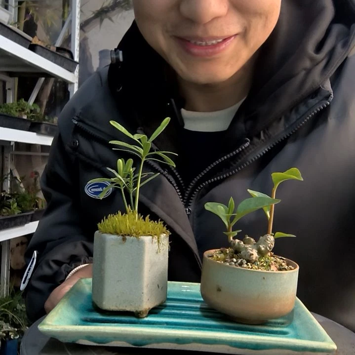 ?****物小盆景小植物一物一拍6