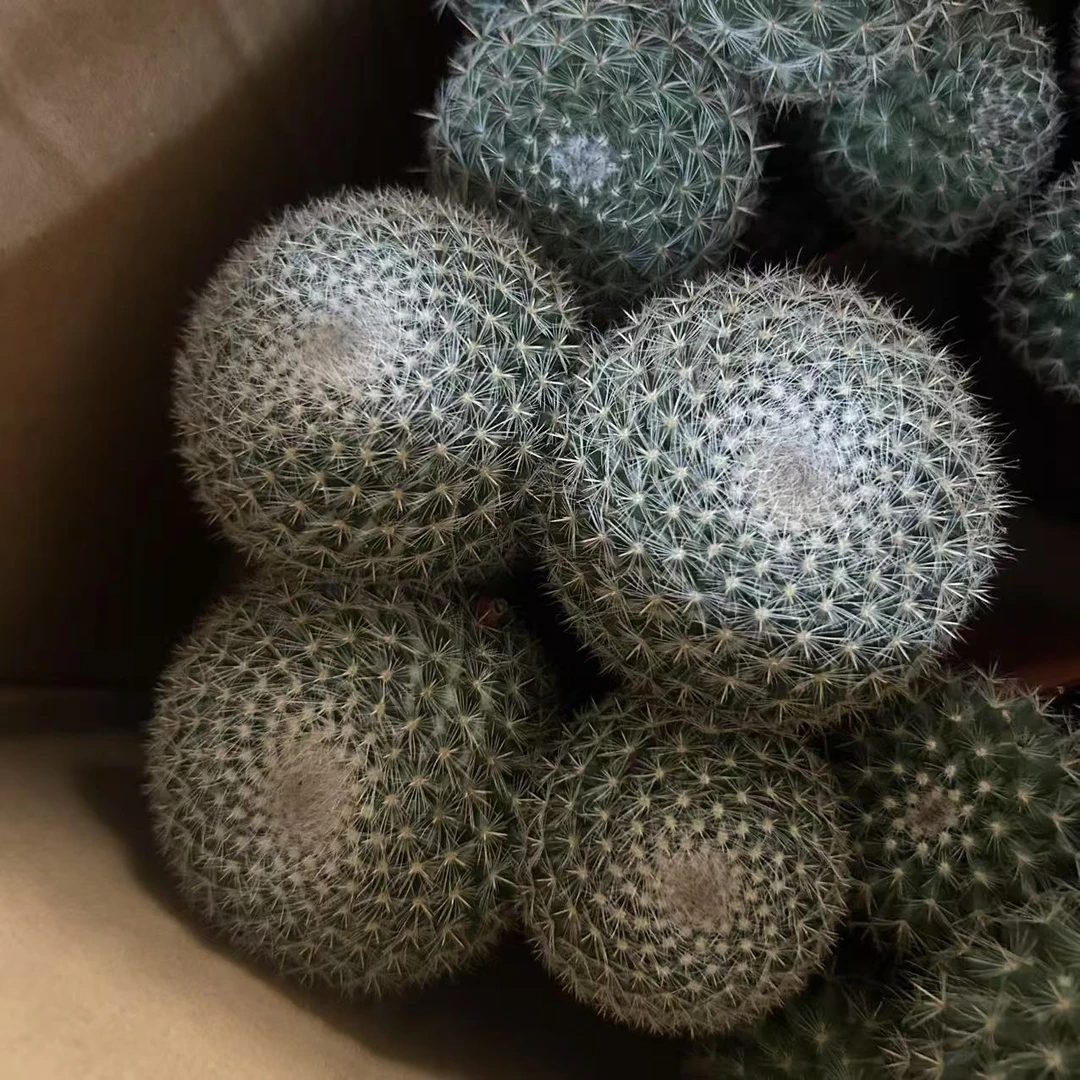 实生大福  仙人球夏型种绿植盆栽桌面阳台办公室摆件