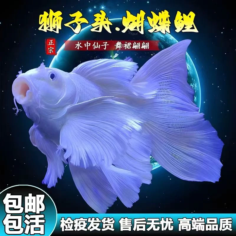 蝴蝶鲤鱼短球纯种台系贵妃体白色精品观赏鱼养鱼饲养活体发货