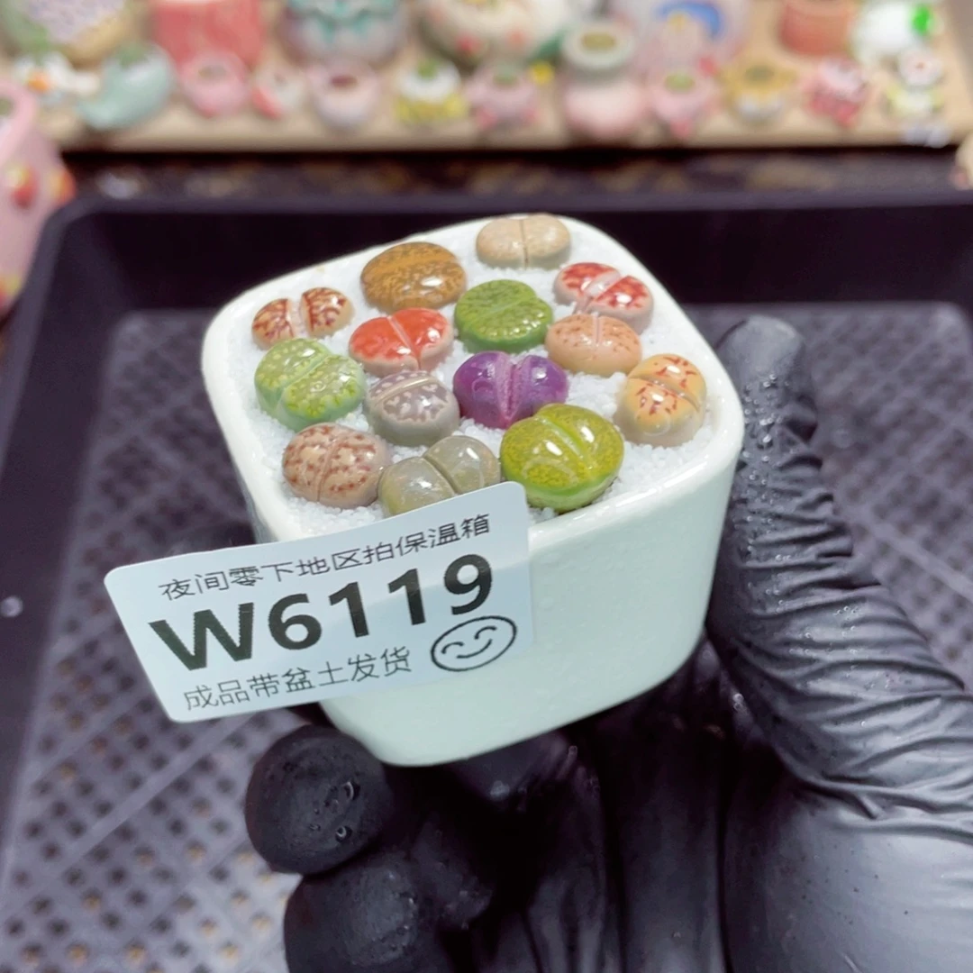 夜间零下地区拍保温箱w6119