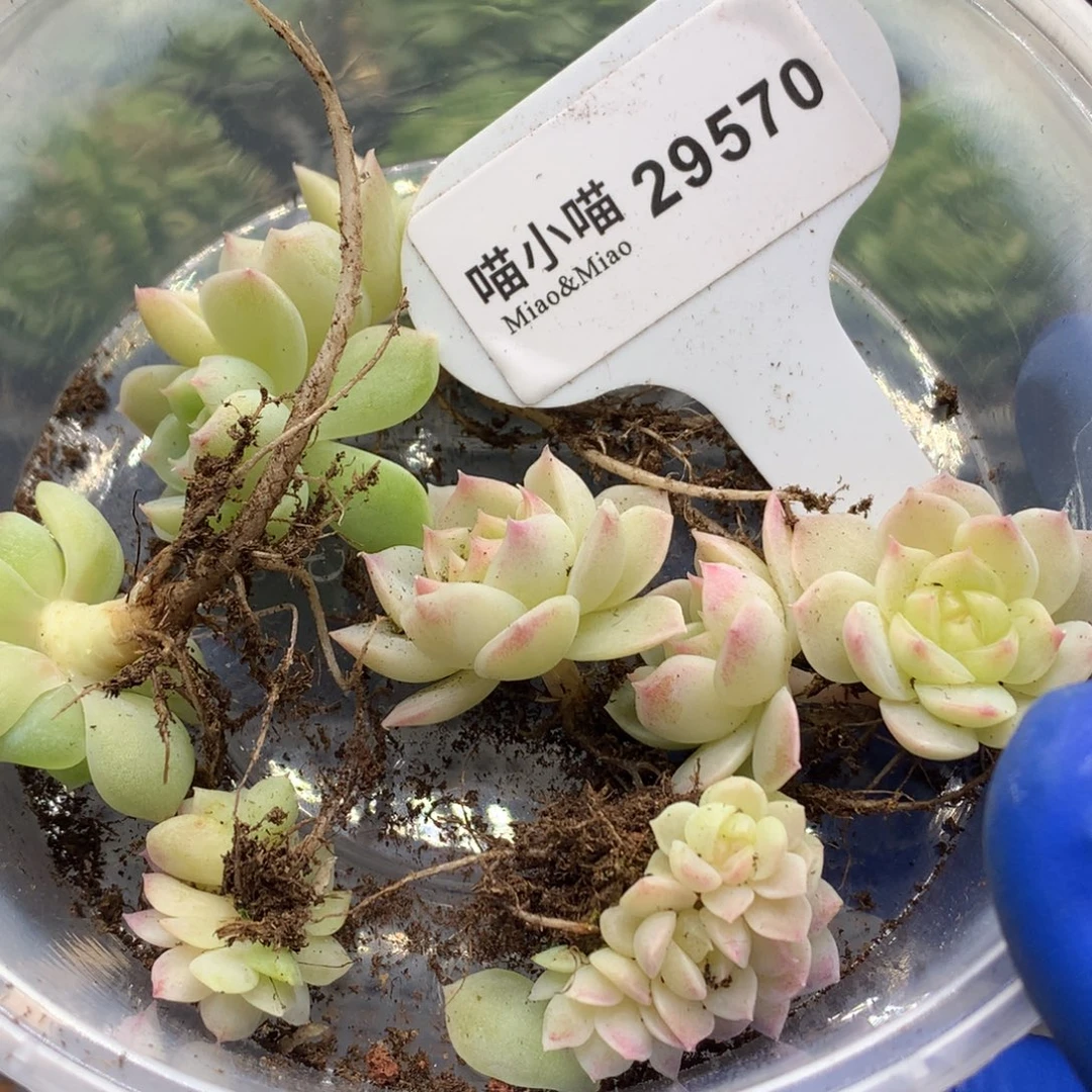 多肉植物杂交珍妮