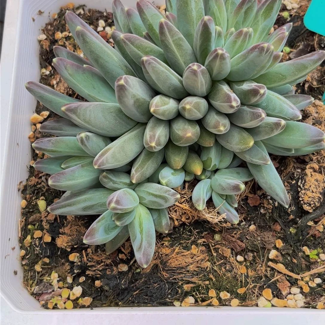 1767上午多肉植物群生