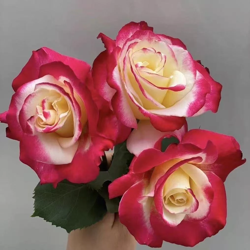 【醉红妆】灌木月季新品种切花稀有的渐变色多头四季开花