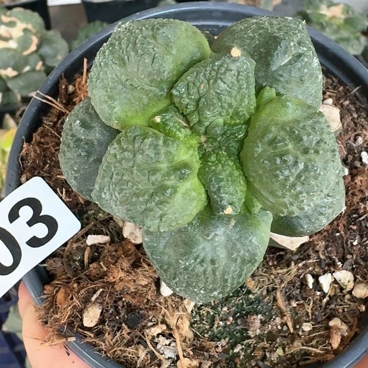 【闪购商品】无花朵M****m哥怒803
