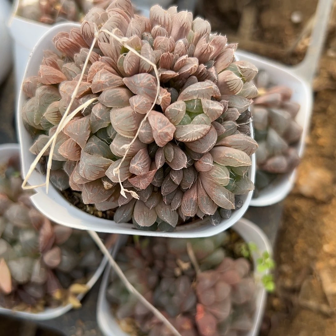 多肉植物姬玉露群生