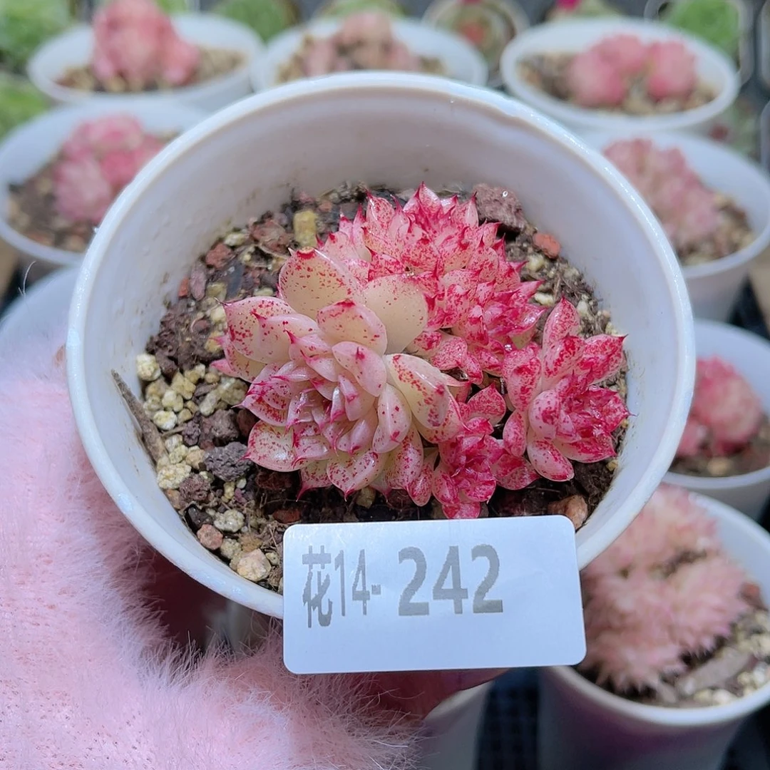 花利美14-242海王群