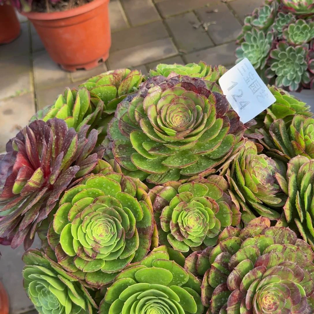 用****9多肉植物124 花月夜