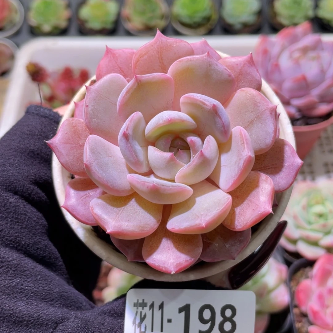 花利美11-198新品