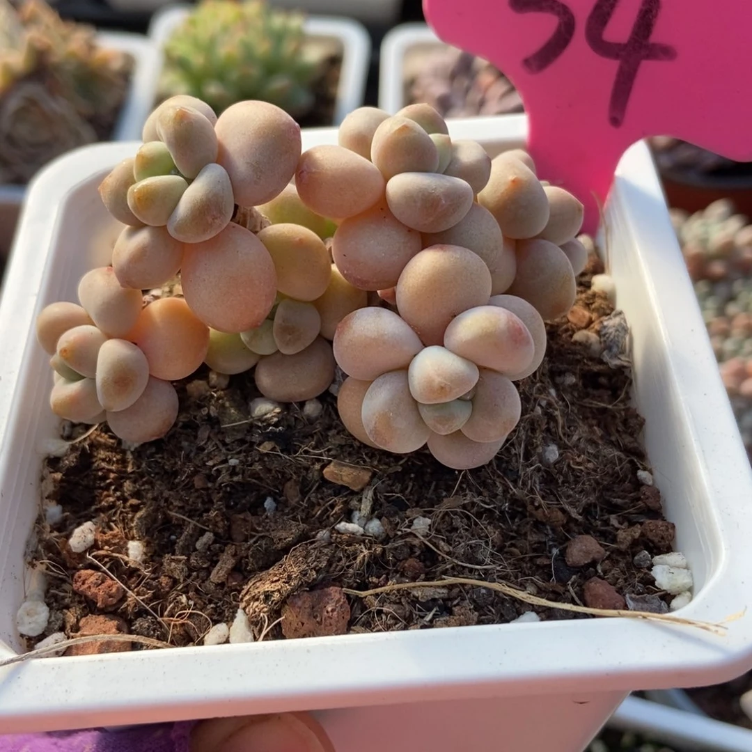 34洛神多肉植物多肉