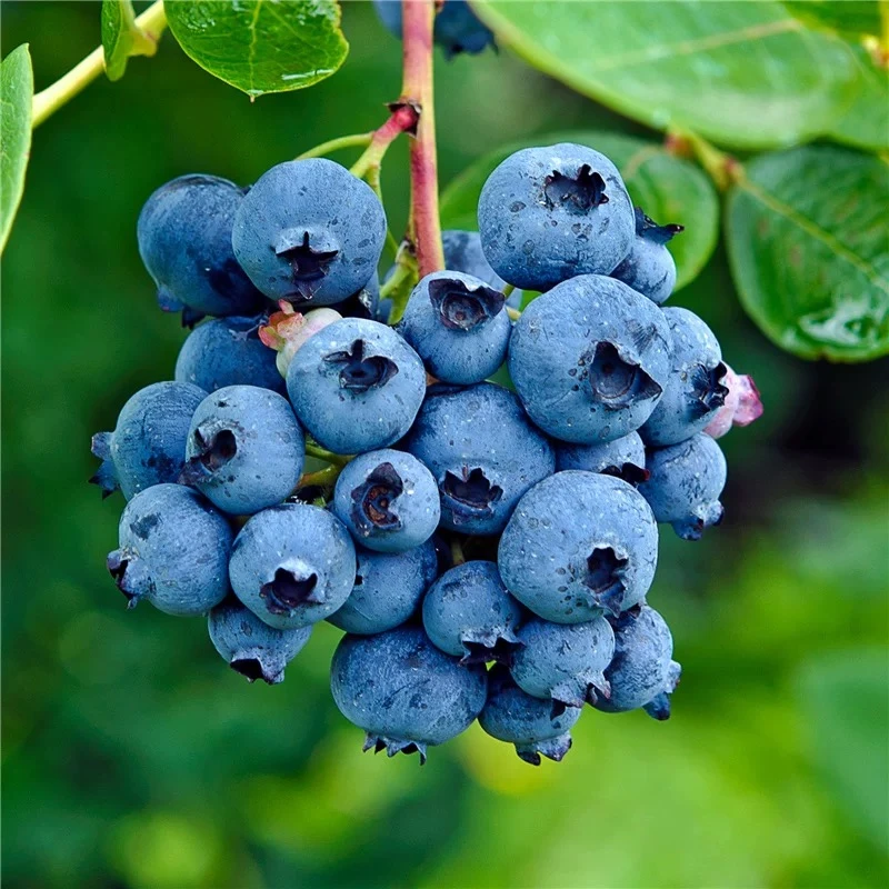 蓝莓树果苗带果蓝莓苗盆栽果树苗当年结果种植兔眼阳台盆景植物