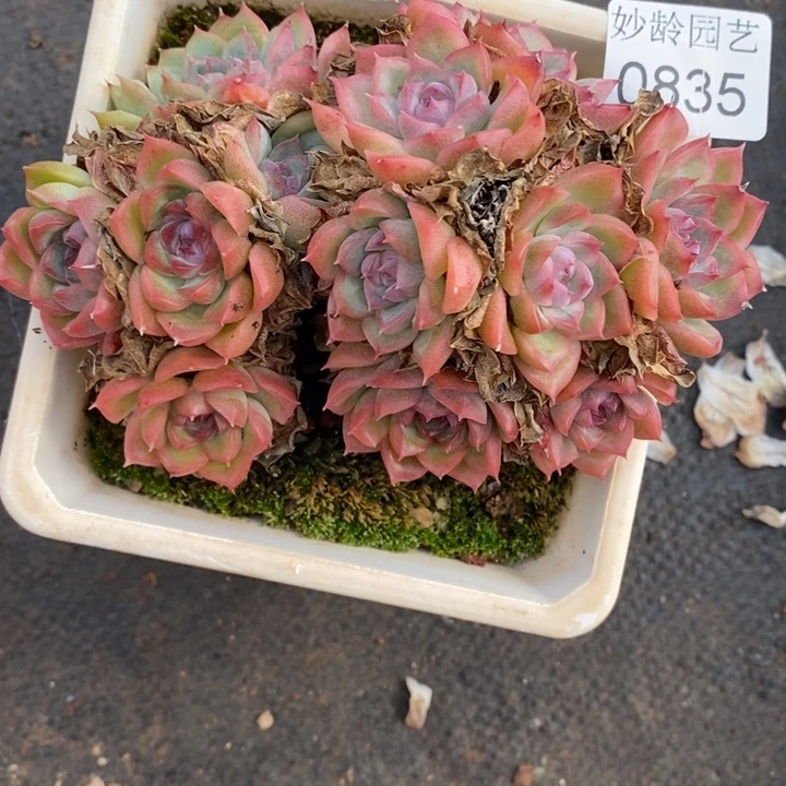 A***光835散群不售后～12厘米