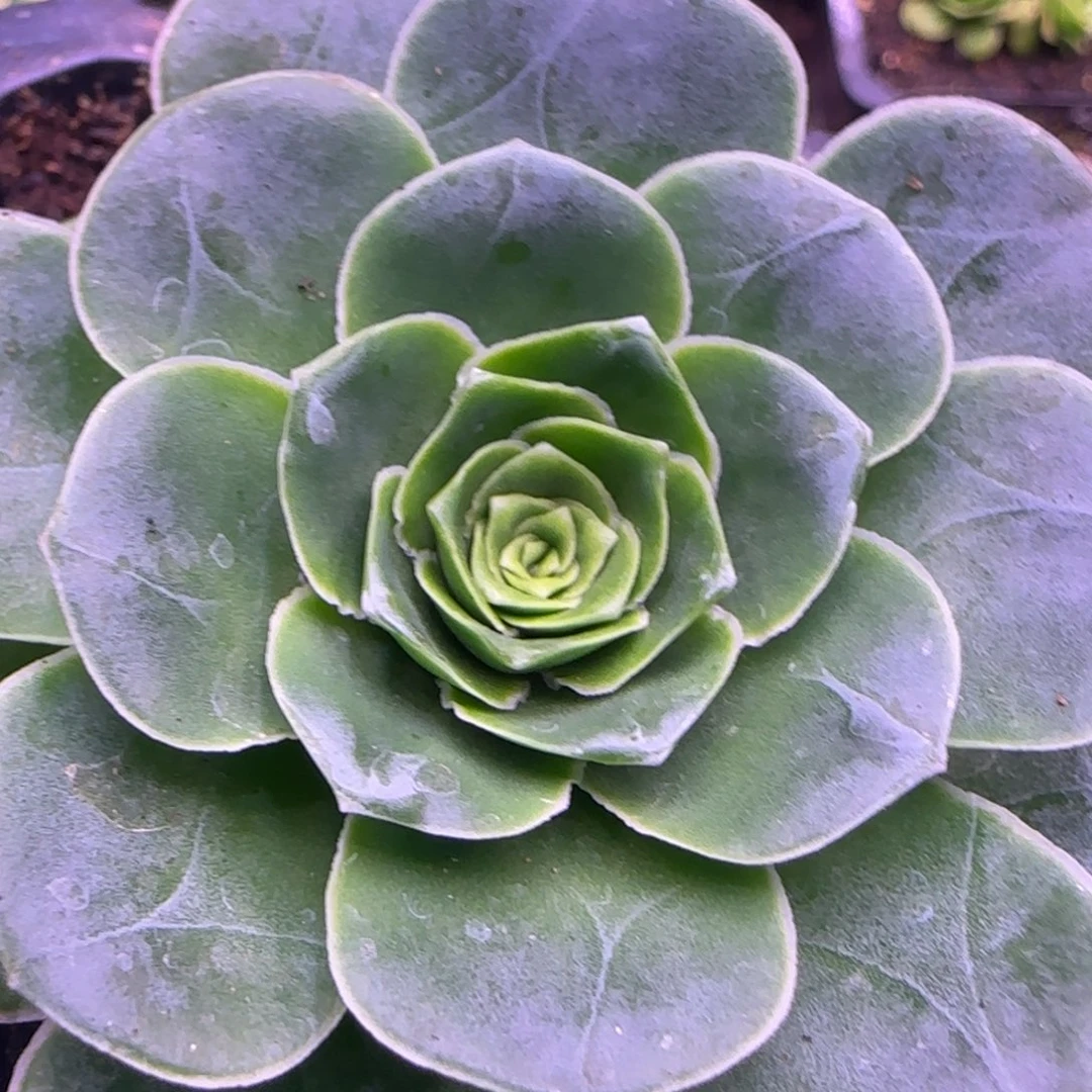 山*沐6.5厘米冰衍玫瑰1121242424242