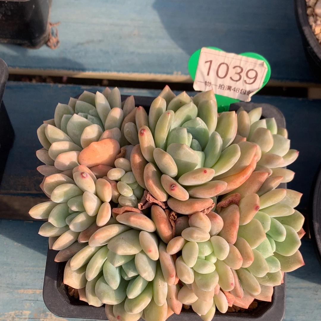 冰橙无砍一物一拍1039