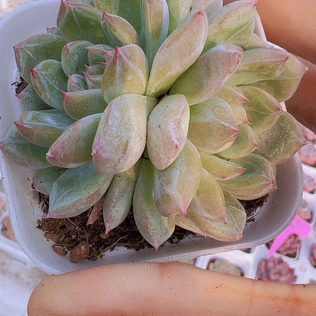 双头雪花珍妮19包油