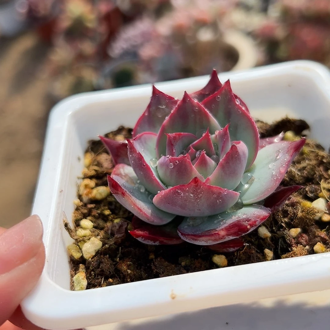 多肉植物惊鸿仙子