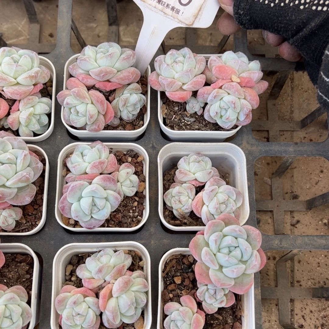 460号冰玉多肉植物