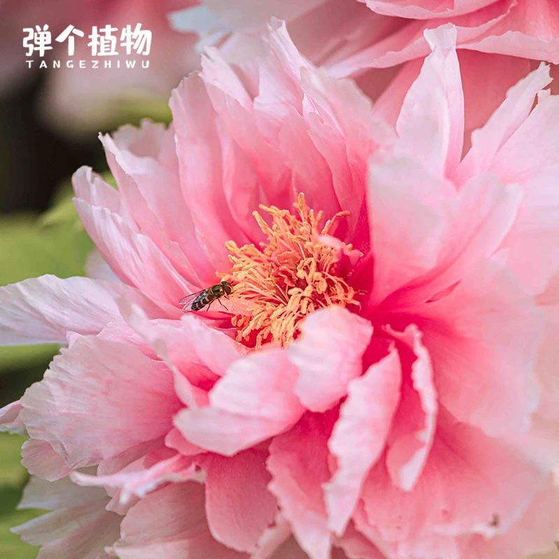 弹个植物芍药花苗盆栽美植袋大苗多年生宿根庭院阳台伊藤耐寒重瓣