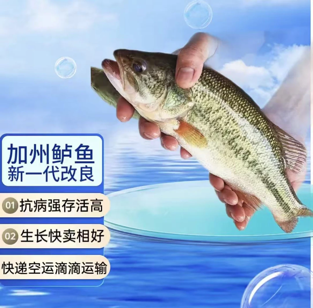 宠物正品鲈鱼大规格观赏鱼淡水养殖活体发货