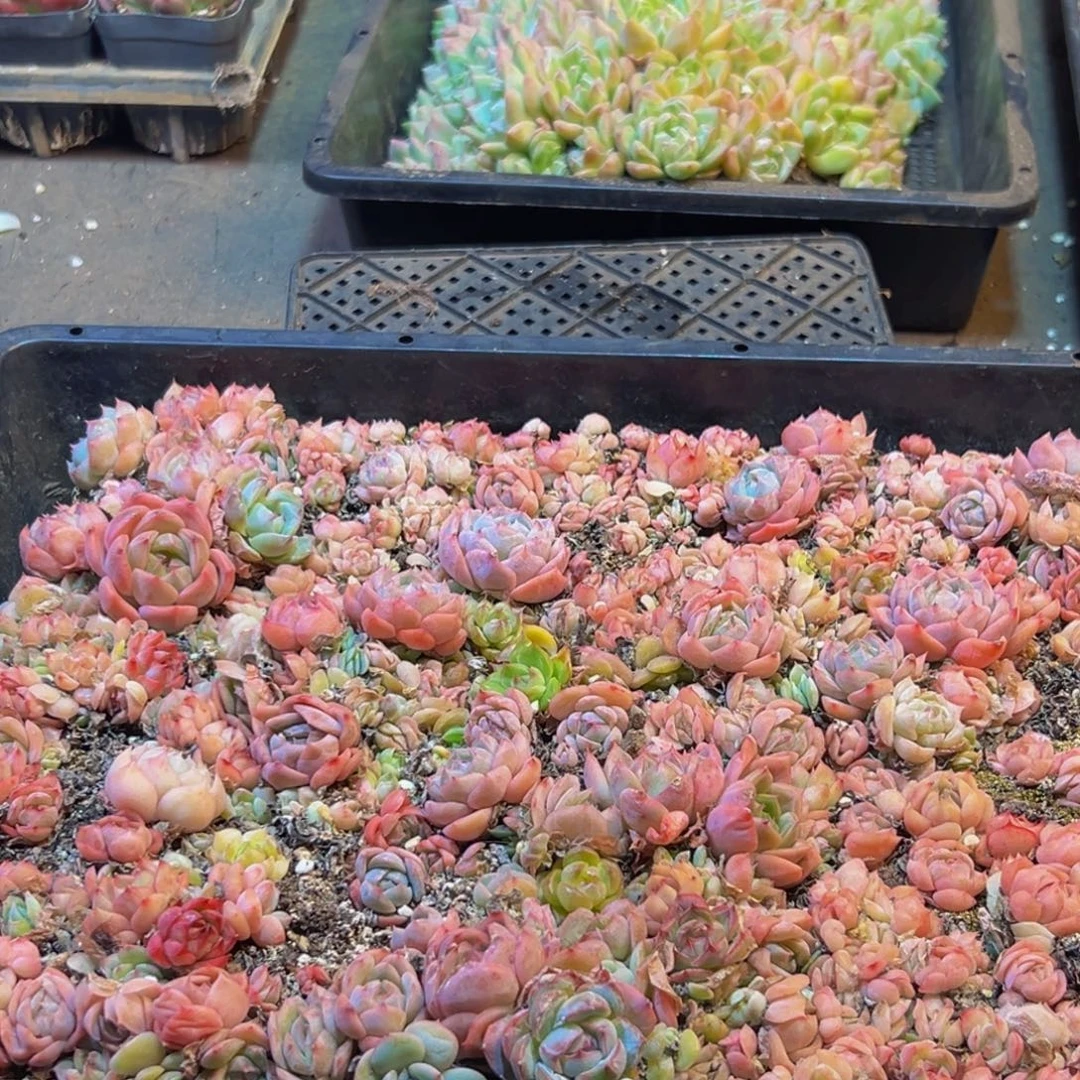 964大热的小伙伴都