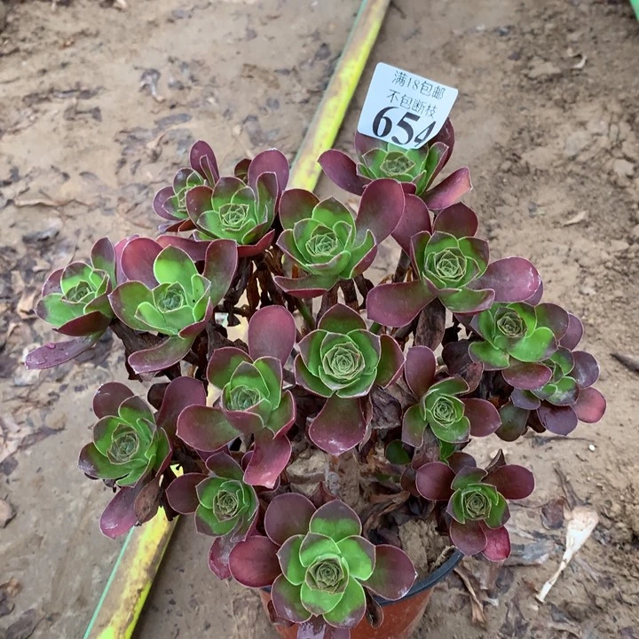 654魅金玫瑰绣球2