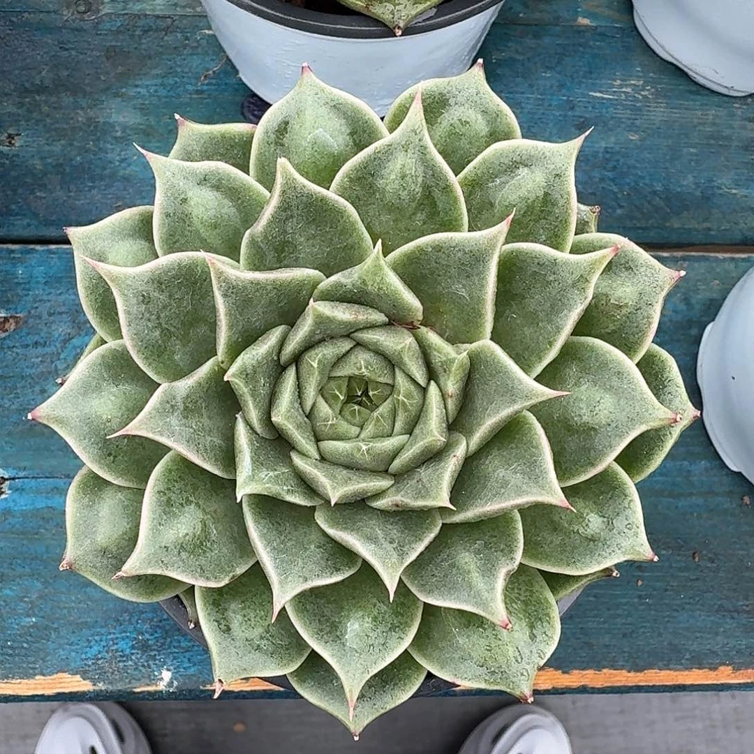 从前慢多肉编号留财