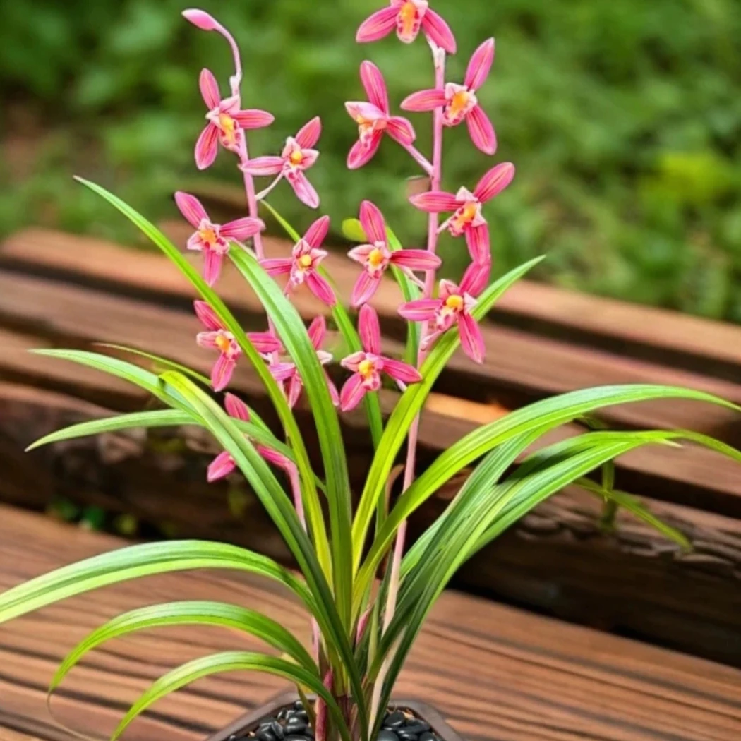 带花苞建兰(七彩丹霞)花叶双全四季兰草花卉好养盆栽植物