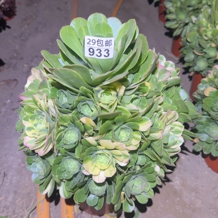 五彩琉璃……多肉植物的