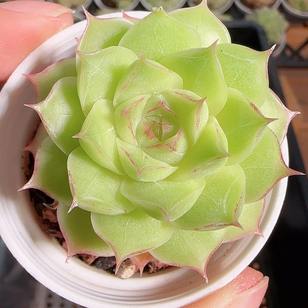 1113------167女王玫瑰