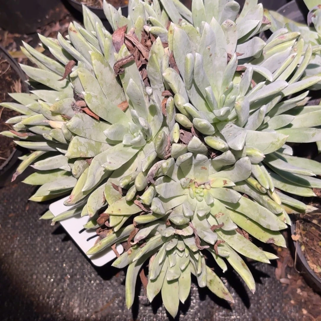 h***u11号3代杂交仙女杯多肉福利