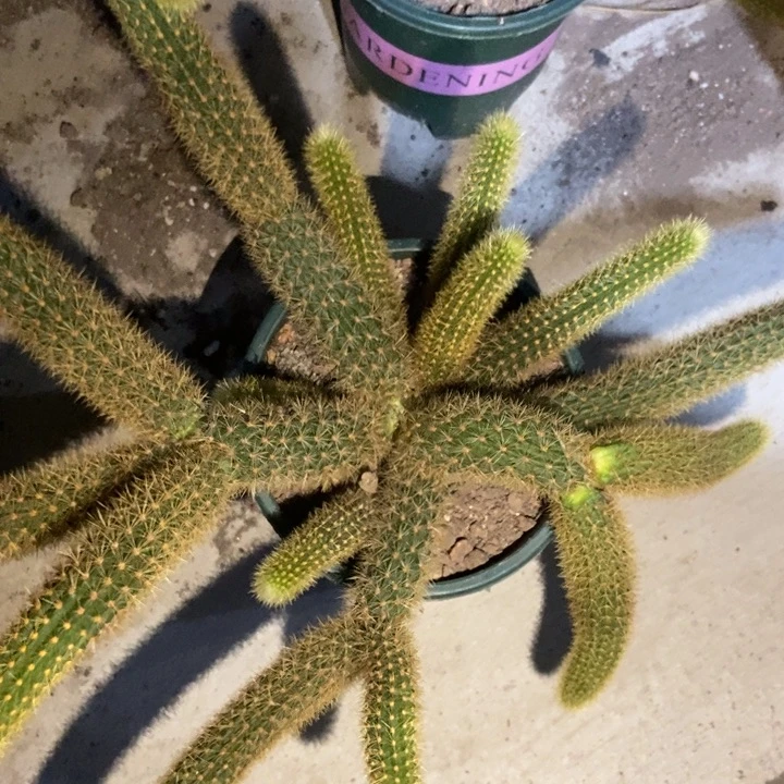 幸***满仙人球红水晶一物一拍