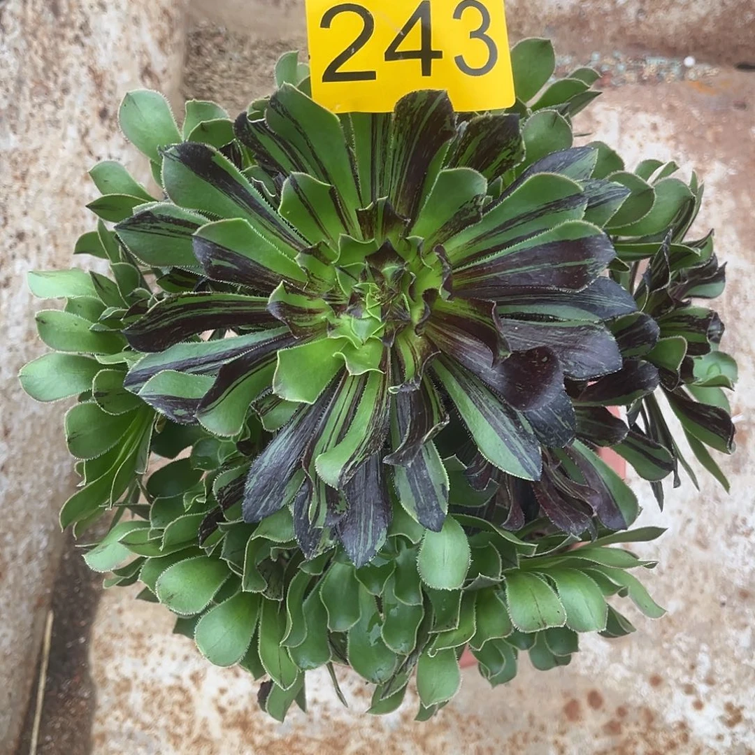 243水墨丹青多肉植物