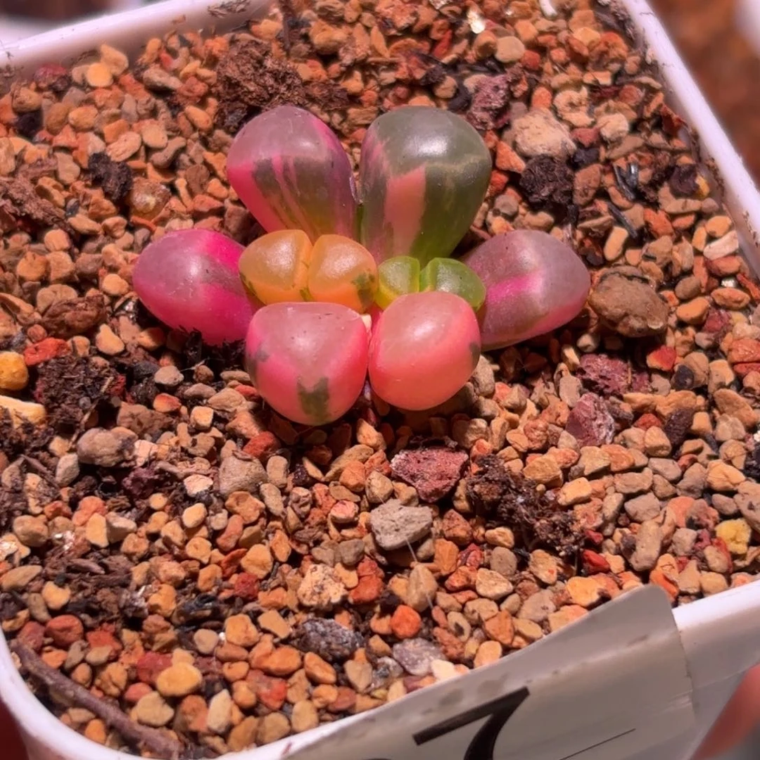 97号五十铃玉锦多肉植物锦一物一拍带盆土发货