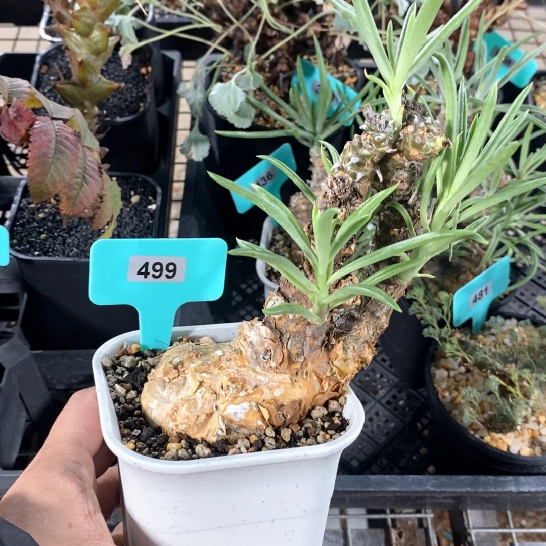 条纹奇峰景多肉植物