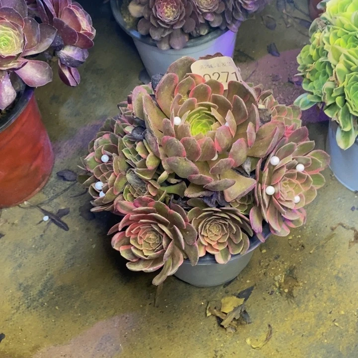 黑膜锦多肉断头不包0271