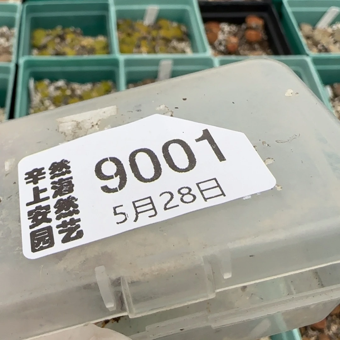 小*5.28。 饼干2。9001