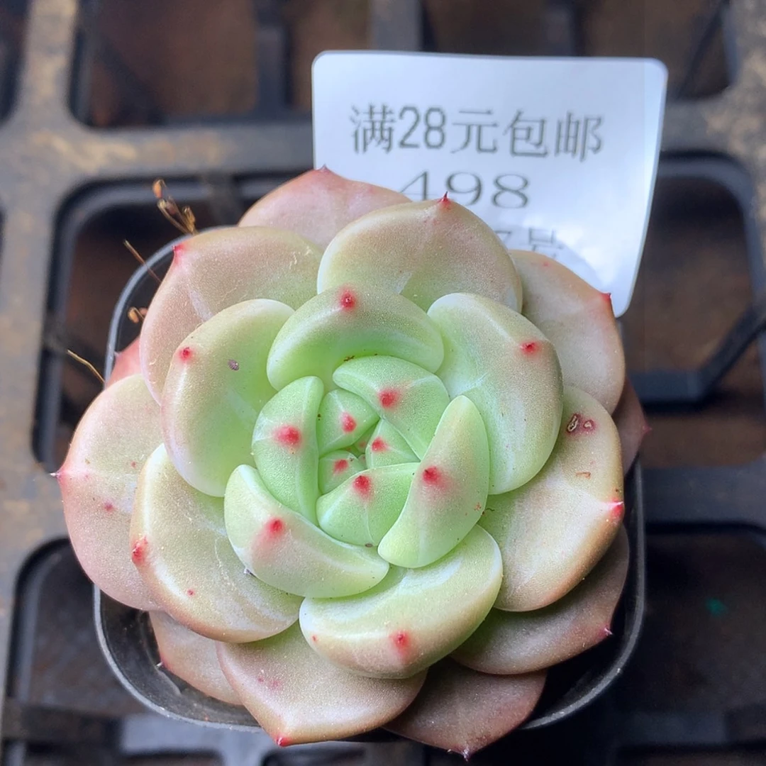 【闪购商品】云498号