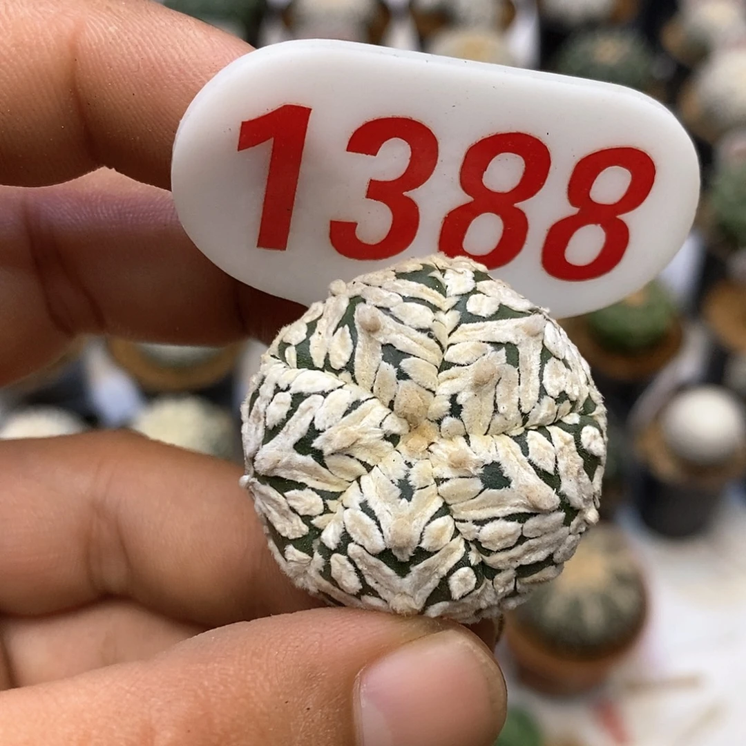1388福利特价来了哦亲