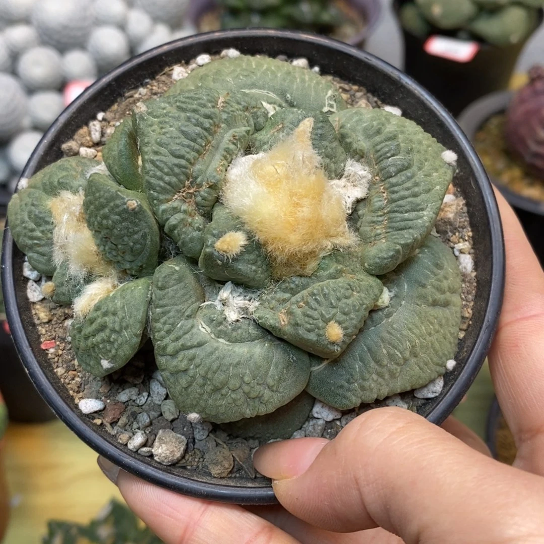 37号 自根 龟甲连山整体9公分带盆土