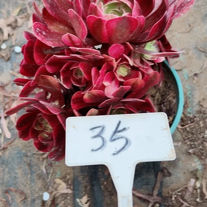 多肉植物美杜莎法师