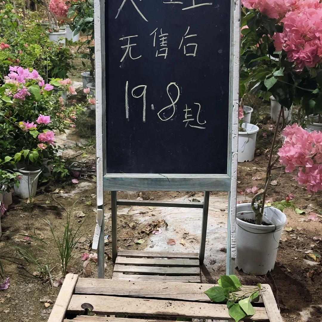 完全开放三角梅三角梅1186