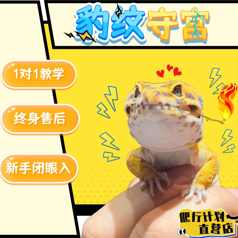 豹纹守宫活体异宠温顺可爱小型桌面爬虫好养另类
