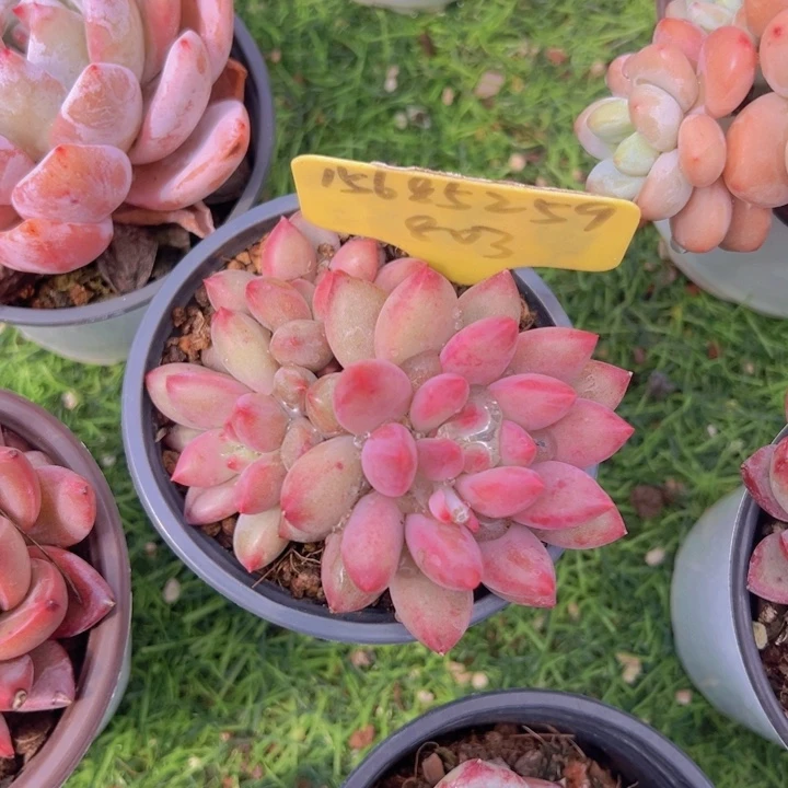 健健康康平平安安