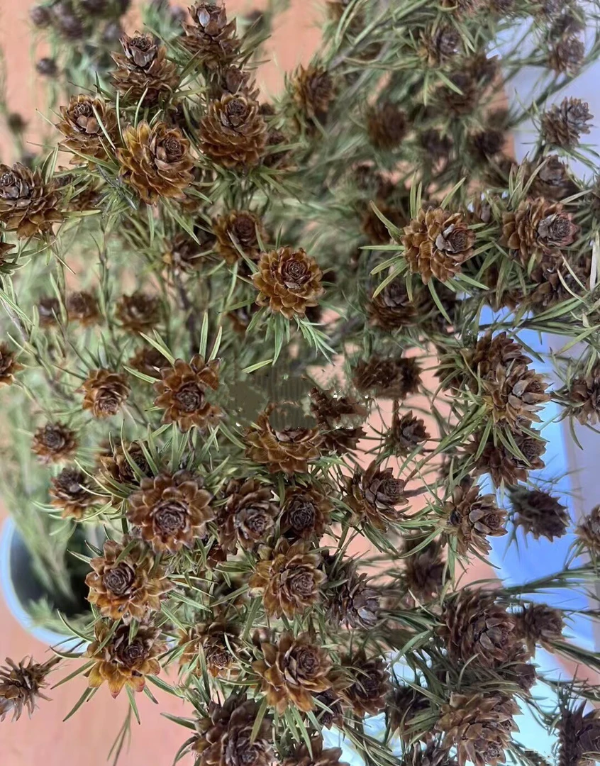 澳洲郁金香果鲜花室内水培植物家用插花云南直发鲜切花红宝石干花