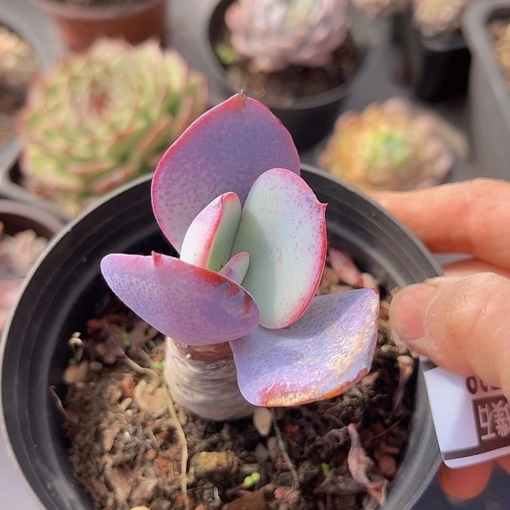 布鲁克林的蓝2738